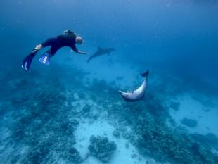 Voyage-Danse avec les dauphins/ Delfinenreise - Mer Rouge - Hughada, Egypt