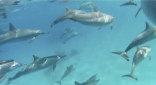 swimming with dolphins, dancing with human-fishes - Manuela Blanchard - Berne, Switzerland